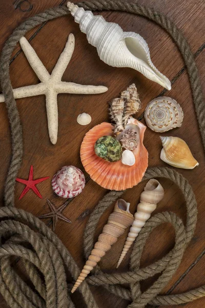 Collection of Seashells - A seashell is usually the exoskeleton of an invertebrate (an animal without a backbone), and is typically composed of calcium carbonate or chitin.