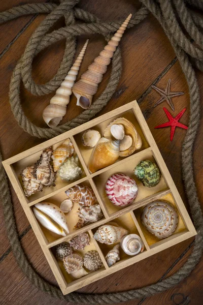 Kolekcja Seashells Muszla Jest Zwykle Egzoszkielet Bezkręgowca Zwierzę Bez Kręgosłupa — Zdjęcie stockowe
