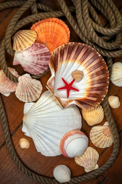 Collection of Seashells - A seashell is usually the exoskeleton of an invertebrate (an animal without a backbone), and is typically composed of calcium carbonate or chitin.