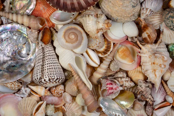 Collection Seashells Seashell Usually Exoskeleton Invertebrate Animal Backbone Typically Composed — Stock Photo, Image