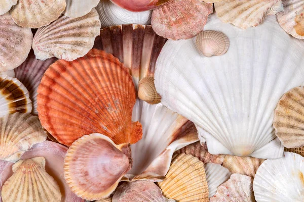 Scallops Collection Seashells Muszla Jest Zwykle Egzoszkielet Bezkręgowca Zwierzę Bez — Zdjęcie stockowe