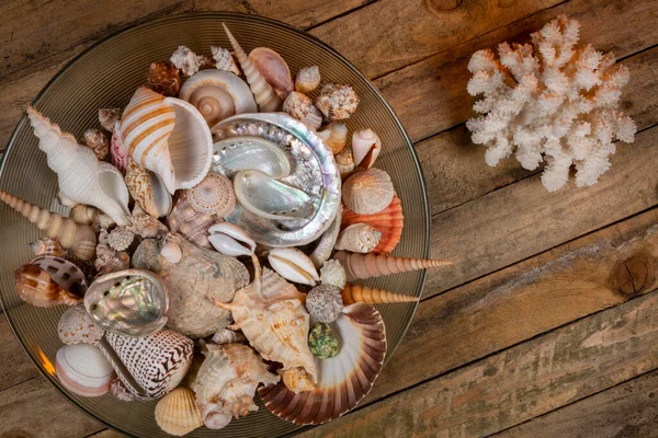 Collection Seashells Seashell Usually Exoskeleton Invertebrate Animal Backbone Typically Composed — Stock Photo, Image