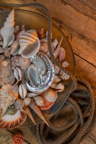 Deniz Kabuğu Koleksiyonu Deniz Kabuğu Genellikle Omurgasız Bir Hayvanın Dış — Stok fotoğraf
