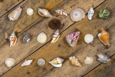Dalgalı ahşap arka planda deniz kabukları.