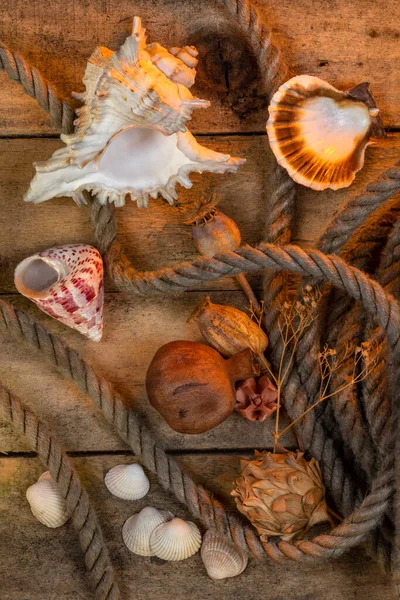 Nautical Still Life Rope Seashells Dried Seed Pods — Stock Photo, Image