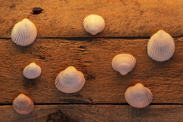 Seashells Szorstkim Drewnianym Tle — Zdjęcie stockowe