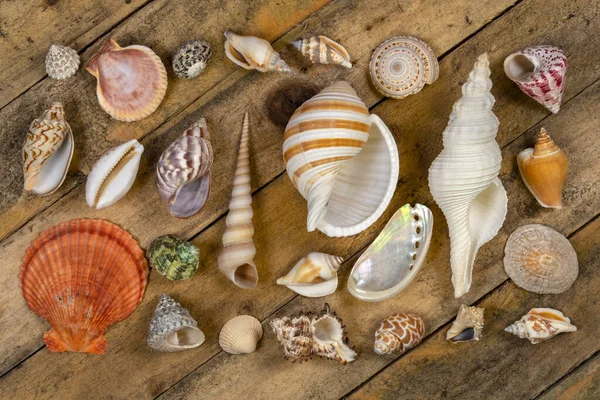 Display Seashells Rough Wooden Background — Stock Photo, Image