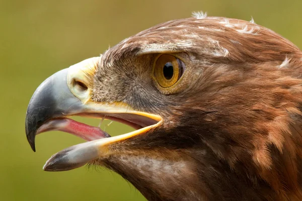 Golden Eagle Aquila Chrysaetos Skotské Vrchovině Spojeném Království — Stock fotografie