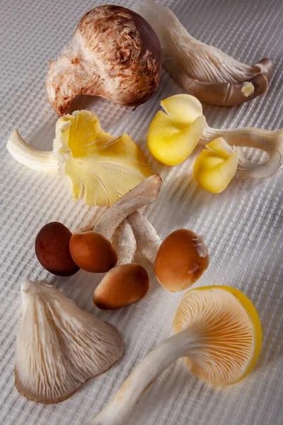 Food Selection Edible Mushrooms — Zdjęcie stockowe