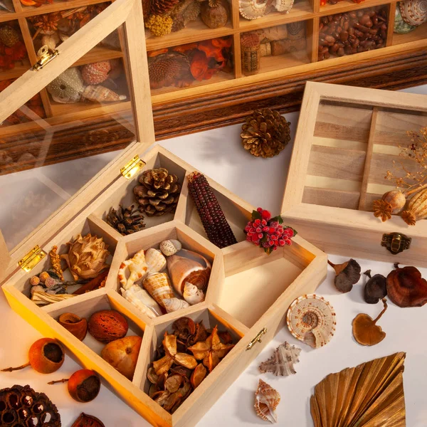 Arts Crafts Making Display Boxes Assorted Natural Objects — Stock Photo, Image