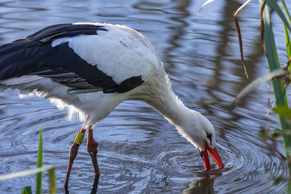 White Stork Ciconia Ciconia Carnivore White Stork Eats Wide Range — Stock Fotó