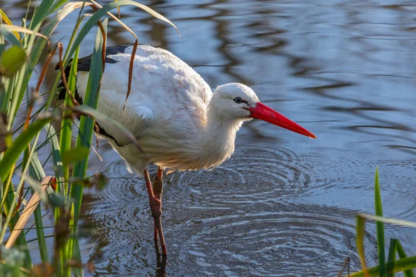 Weißstorch Ciconia Ciconia Als Fleischfresser Frisst Der Weißstorch Eine Breite — Stockfoto