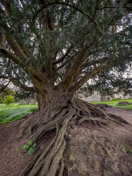 Roots Old Yew Tree Taxus Baccata Surrey England Plupart Des — Photo