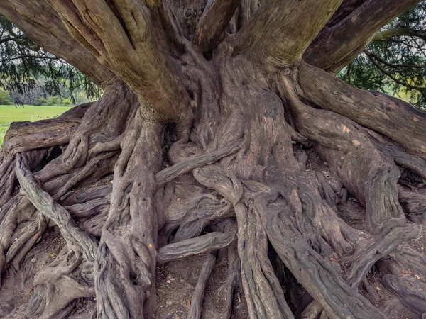 Kořeny Starého Tisu Taxus Baccata Surrey Anglie Většina Částí Stromu — Stock fotografie