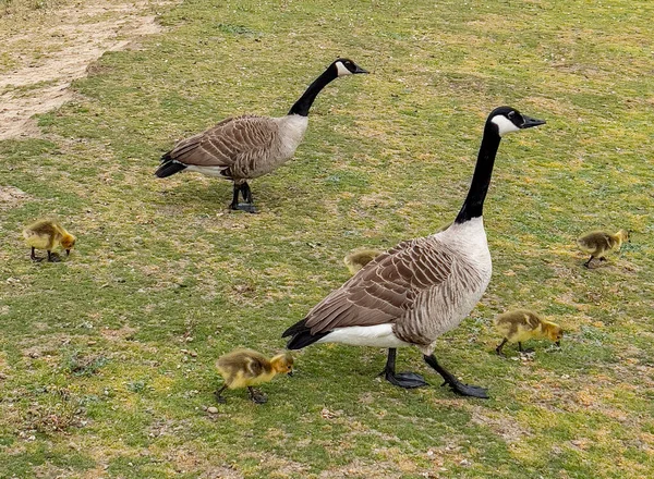 Canada Geese Branta Canadensis Young Chicks — Fotografia de Stock