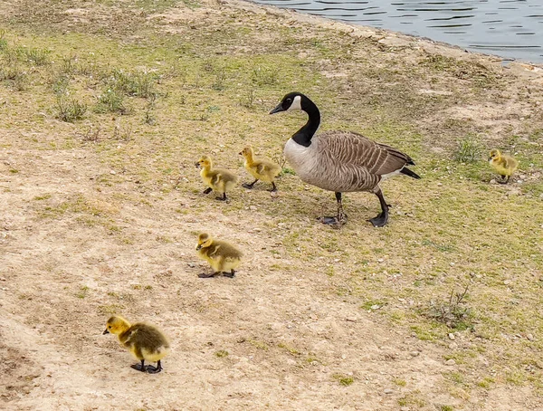 Canada Geese Branta Canadensis Young Chicks — Foto de Stock