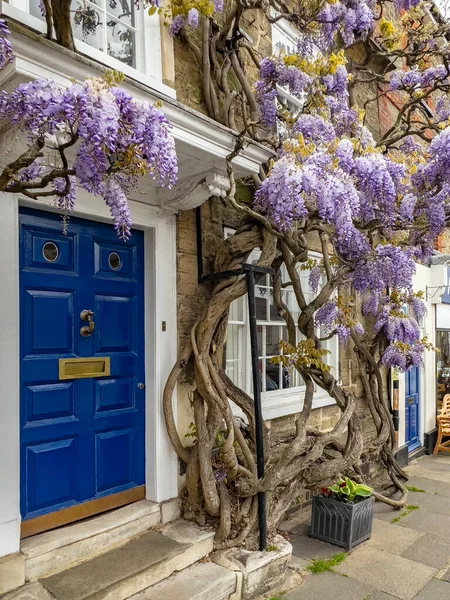 Wisteria Growing House Small Town Petworth West Sussex Southern England — Stock Photo, Image