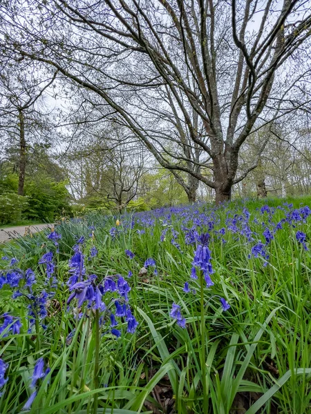 영국의 웨스트 서섹스 West Sussex 벌리가 시작됩니다 Bluebells 초롱꽃 다발을 — 스톡 사진