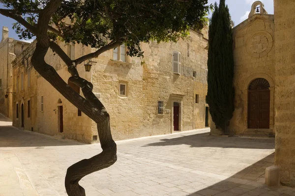 Alter Olivenbaum Den Mittelalterlichen Straßen Der Ummauerten Bergstadt Mdina Auf — Stockfoto
