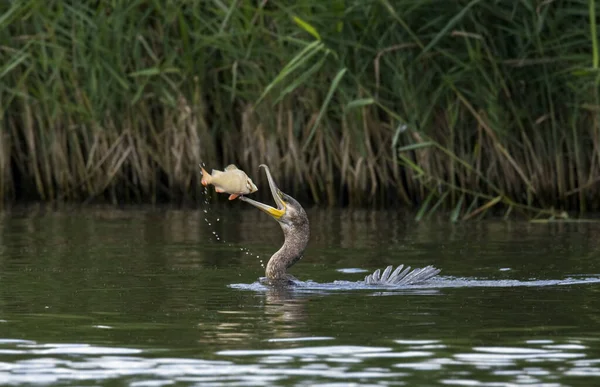 Gran Cormorán Phalacrocorax Carbo Captura Pez Río Bure Norfolk Broads — Foto de Stock