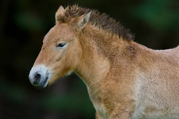 Przewalski\'s Wild Horse is the only true living wild horse. They became extinct in the wild and have only been saved by breeding in zoos from 12 remaining animals. They are strikingly simolar to the horses seen in European Neolithic cave paintings.