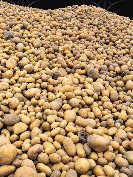 Huge Mound Freshly Cultivated Potatoes Farmyard North Yorkshire United Kingdom — Stock Photo, Image