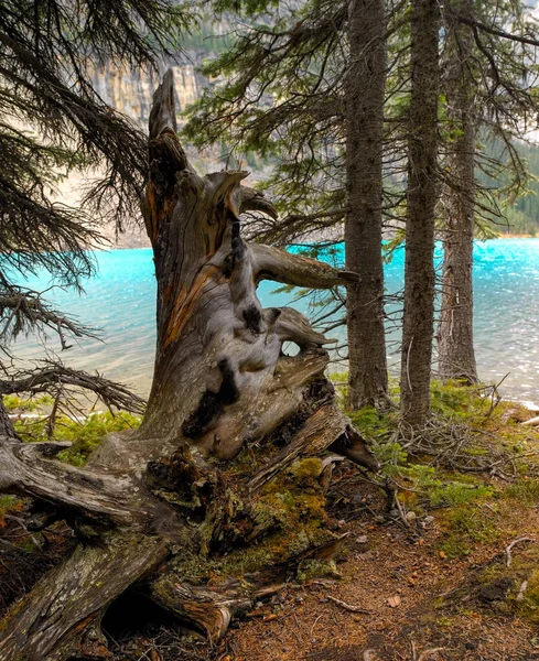 カナダのアルバータ州のバンフ国立公園のボウ湖の近くのウッドランドシーン — ストック写真