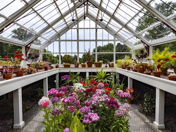 Jardinagem Plantas Vaso Que Crescem Dentro Uma Estufa Madeira Jardim — Fotografia de Stock