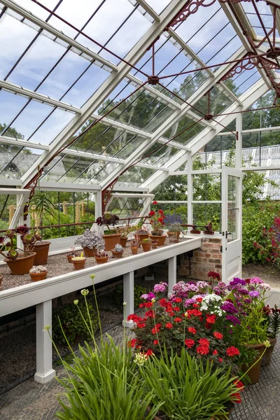Giardinaggio Piante Vaso Che Crescono All Interno Una Serra Legno — Foto Stock