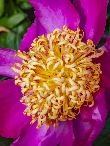 Primer Plano Una Colorida Flor Peoney Común Paeonia Officinalis —  Fotos de Stock