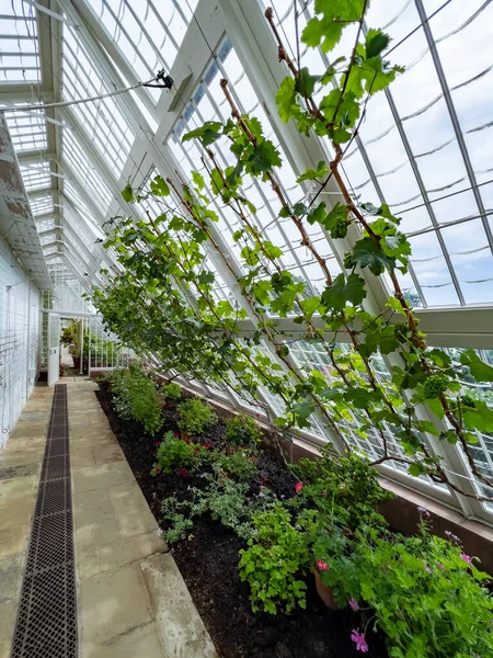 Gardening - potted plants and vines growing inside a wood frame greenhouse in an English country garden.