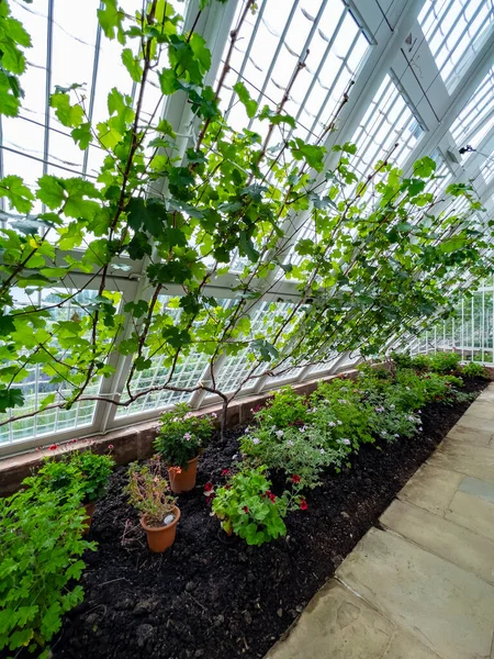Jardinagem Plantas Vasos Videiras Que Crescem Dentro Uma Estufa Madeira — Fotografia de Stock