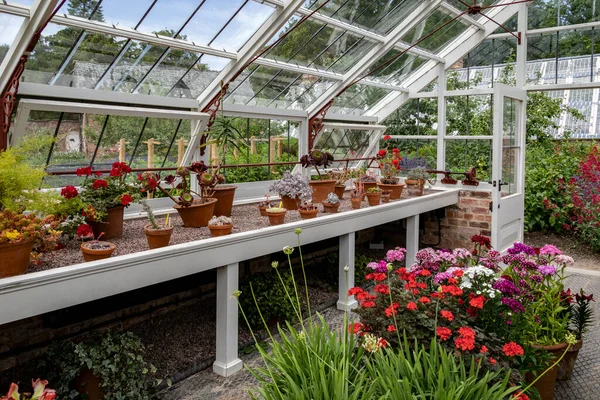 Zahradničení Květináče Rostoucí Uvnitř Dřevěného Rámu Skleníku Anglické Venkovské Zahradě — Stock fotografie