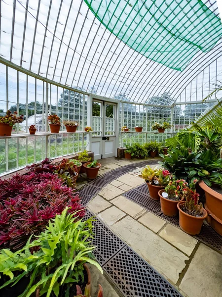 Gardening - potted plants growing inside a wood frame greenhouse in an English country garden.