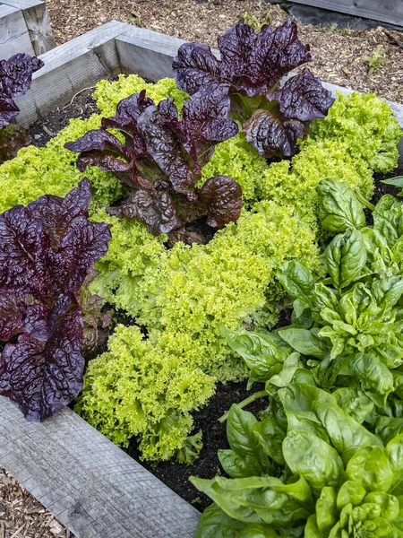 Jardinage Cultiver Des Légumes Dans Des Lits Surélevés Sur Une — Photo
