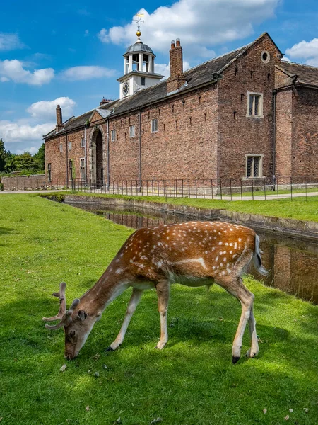 Fallow Deer Poblíž Stájí Kočárové Haly Dunham Massey Velkém Manchesteru — Stock fotografie