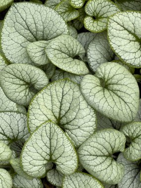 Sibirya Böcek Sökücü - Brunnera Makrophylla