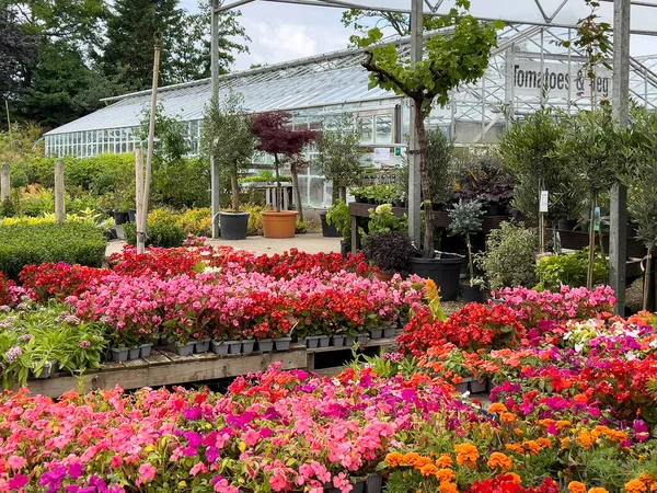 Színes Virágkiállítás Egy Kertészeti Központban Egyesült Királyságban — Stock Fotó
