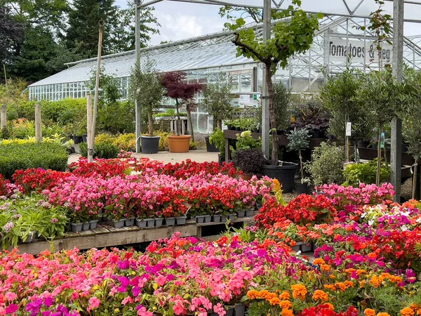 Esposizione Floreale Variopinta Centro Giardino Nel Regno Unito — Foto Stock