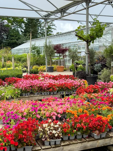 Барвистий Квітковий Дисплей Садовому Центрі Великої Британії — стокове фото