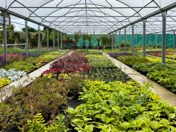 센터에서 식물을 재배하는 — 스톡 사진
