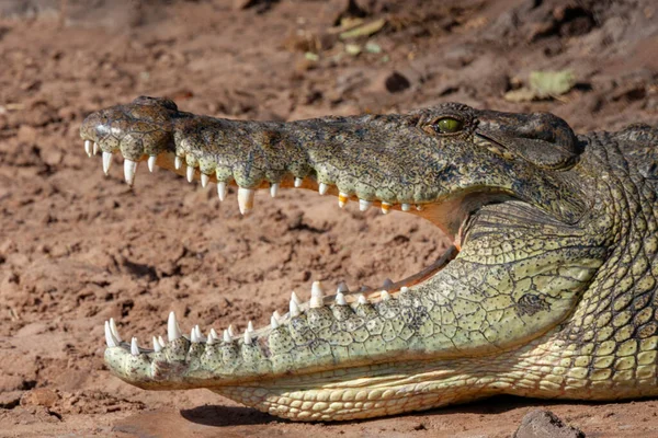 Нильский Крокодил Crocodylus Niloticus Берегу Реки Чобе Ботсване Африка — стоковое фото