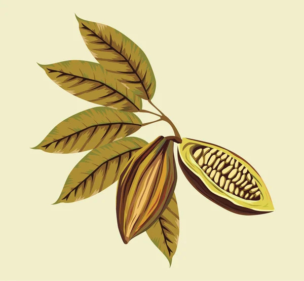 Vintage cocoa beans and leaves — Stock Vector