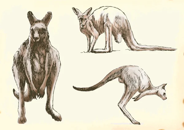 Kangaroo in beweging — Stockvector