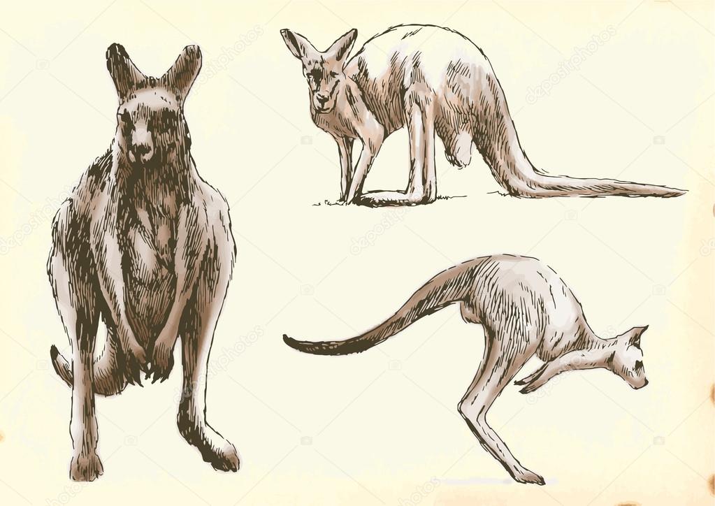kangaroo in motion