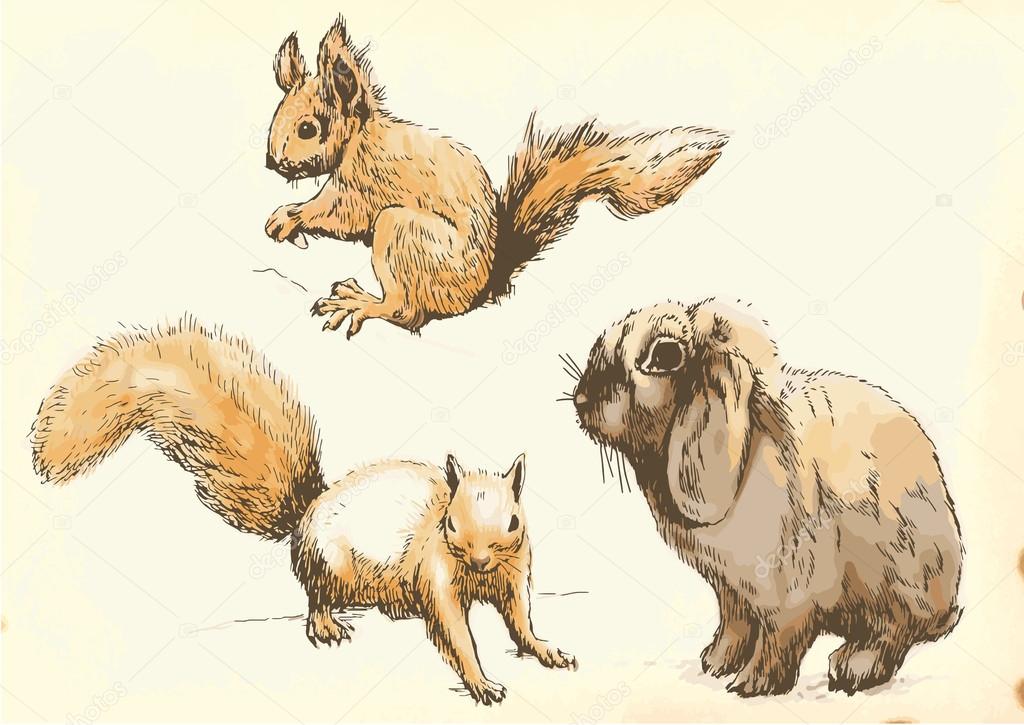 Squirrels, Rabbit