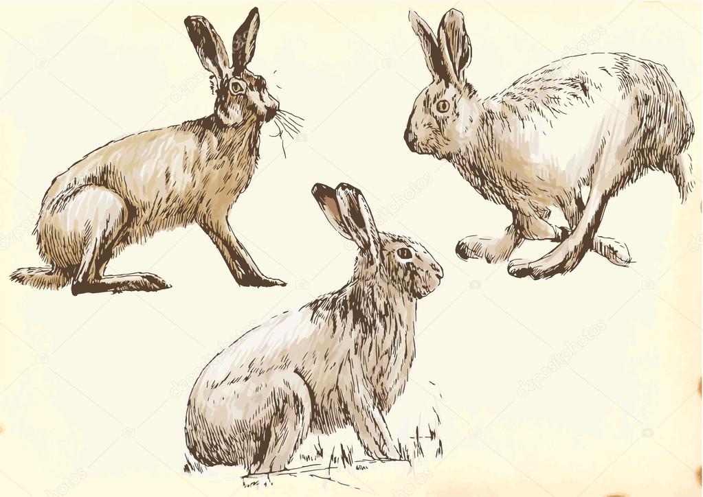 rabbits