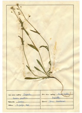 scanned herbarium sheets - herbs and flowers clipart