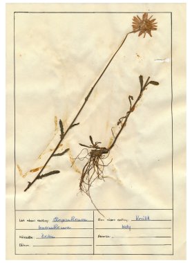 scanned herbarium sheets - herbs and flowers clipart