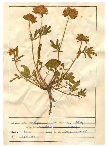 Scanned herbarium sheets - herbs and flowers — Stock Photo, Image